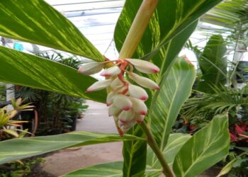 VARIEGATED SHELL GINGER
