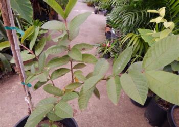 GUAVA – MEXICAN YELLOW STRAWBERRY GUAVA