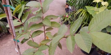 GUAVA – MEXICAN YELLOW STRAWBERRY GUAVA