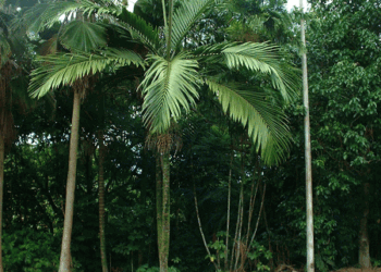 CHAMBEYRONIA MACROCARPA