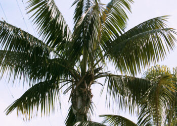 SPECIMEN SIZE KENTIA PALMS HOWEA FORSTERIANA