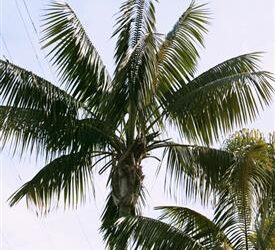 BOXED SIZE SINGLE KENTIA PALMS HOWEA FORSTERIANA