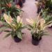 HAWAIIAN TI PLANTS  GREAT COLOR FOR THE GARDEN ASSORTMENT OF NEW VARIETIES AT NURSERY