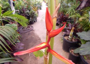 HELICONIA SCHIEDIANA FLOWERING TROPICAL PLANT