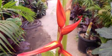 HELICONIA SCHIEDIANA FLOWERING TROPICAL PLANT