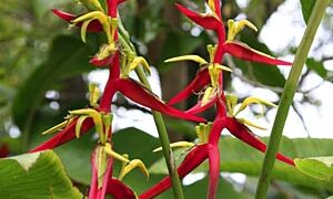 HELICONIA SCHIEDIANA BANANA-LIKE SUCKERING TROPICAL PLANT