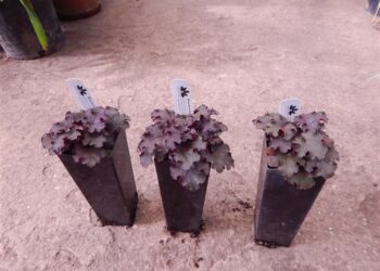 HEUCHERA HEUREKA BLACK NIGHT CORAL BELLS