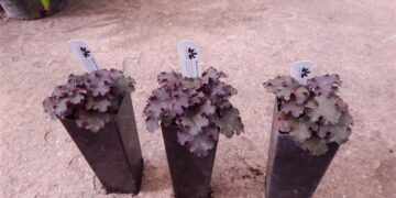 HEUCHERA HEUREKA BLACK NIGHT CORAL BELLS