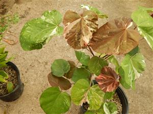 TWO VARIEGATED HIBISCUS ONE WITH RED FLOWERS, ONE WITH YELLOW