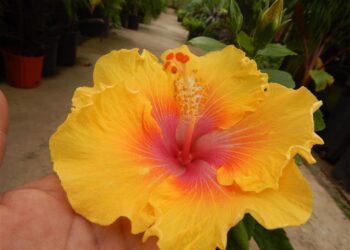 HIBISCUS VARIETIES – LOTS OF COLORS