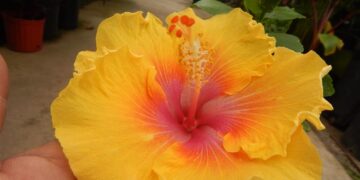 HIBISCUS VARIETIES – LOTS OF COLORS