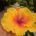 HIBISCUS VARIETIES – LOTS OF COLORS