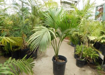HOWEA BELMOREANA THE SENTRY OR UMBRELLA PALM