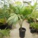 HOWEA BELMOREANA THE SENTRY OR UMBRELLA PALM