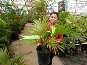 HOWEA BELMOREANA THE SENTRY OR UMBRELLA PALM