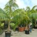 TALL INTERIOR QUALITY KENTIA PALMS HOWEA FORSTERIANA
