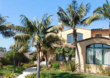 HOWEA FORSTERIANA THE KENTIA PALM