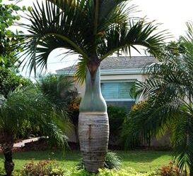 HYOPHORBE VERSCHAFELTII THE SPINDLE PALM