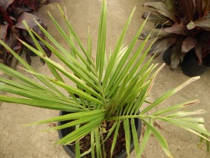 JUBAEA CHILENSIS THE CHILEAN WINE PALM – A TRUCK STAND ALONE SPECIMEN PALM