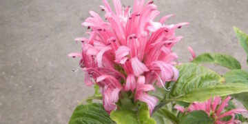 JACOBINIA CARNEA (JUSTICIA CARNEA)