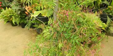 JASMINUM POLYANTHUS , PINK AND FRAGRANT