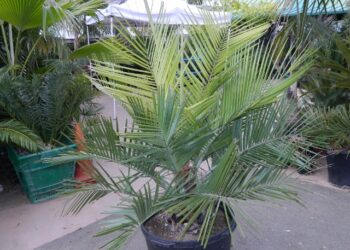 JUBAEA CHILENSIS THE CHILEAN WINE PALM