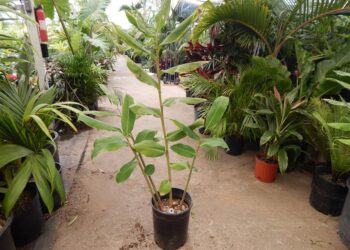 GINGER – KAHILI GINGER THE HAWAIIAN GINGER