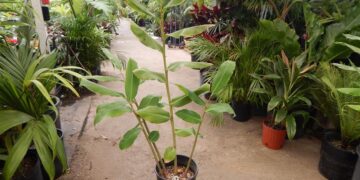 GINGER – KAHILI GINGER THE HAWAIIAN GINGER