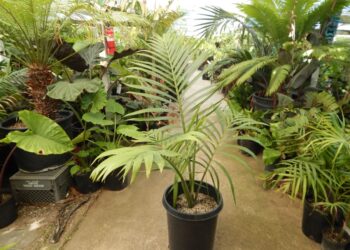 KENTIOPSIS OLIVIFORMIS RARE SINGLE TRUNK PINNATE PALM FROM NEW CALEDONIA