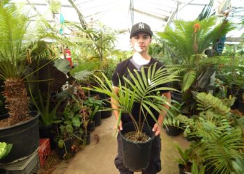 KENTIOPSIS PYRIFORMIS SUPER RARE SINGLE TRUNK PINNATE PALM