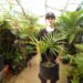 KENTIOPSIS PYRIFORMIS SUPER RARE SINGLE TRUNK PINNATE PALM