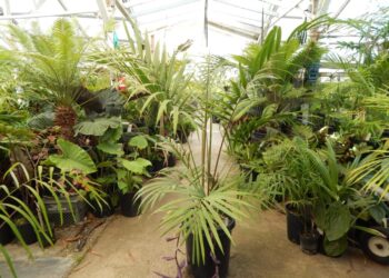 LACCOSPADIX AUSTRALASICA (MOUNTAIN FORM) SUCKERING MEDIUM SIZED AUSTRALIAN PALM