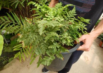 FERN – LEATHER FERN DWARF FORM RUMORHA ADIANTIFORMIS