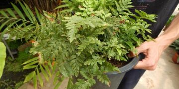 FERN – LEATHER FERN DWARF FORM RUMORHA ADIANTIFORMIS