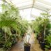 LEPIDOZAMIA  HOPEI