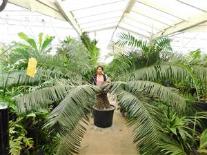 LEPIDOZAMIA PEROFFSKYANA