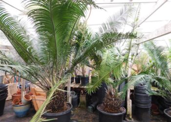 LEPIDOZAMIA PEROFFSKYANA LARGE AUSTRALIA CYCAD