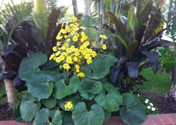 FARFUGIUM (LIGULARIA) TUSSILANGINEA AKA FARFUGIUM JAPONICUM GIGANTEUM
