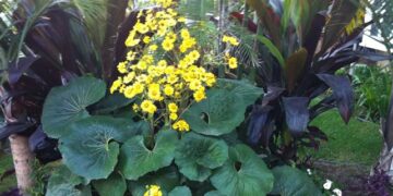 FARFUGIUM (LIGULARIA) TUSSILANGINEA AKA FARFUGIUM JAPONICUM GIGANTEUM