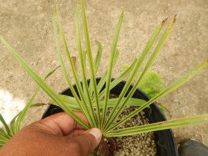 LIVISTONA MUELLERRII MEDIUM SIZED FAN PALM WITH MAROON COLORED BLOSSOMS