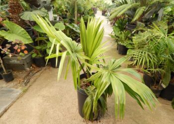 LIVISTONA SARIBUS TROPICAL FAN PALM