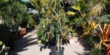LOQUAT TREE ERIOBOTRYA JAPONICA