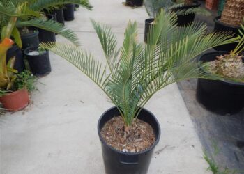 MACROZAMIA DYERI LARGER AUSTRALIAN CYCAD