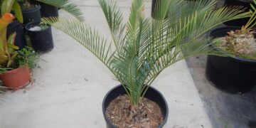MACROZAMIA DYERI LARGER AUSTRALIAN CYCAD
