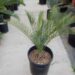 MACROZAMIA DYERI LARGER AUSTRALIAN CYCAD