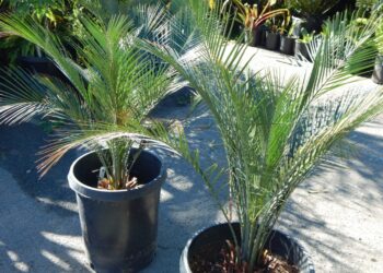 MACROZAMIA MONTANA