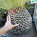 MACROZAMIA MOOREI
