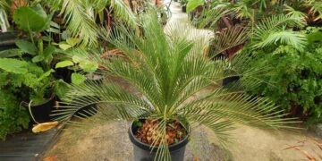 MACROZAMIA RIEDLEI