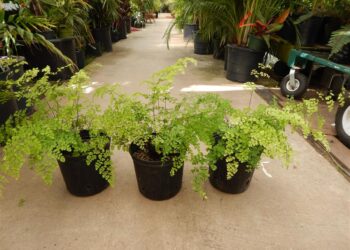 FERN – MAIDENHAIR FERN