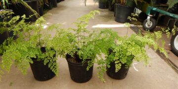 FERN – MAIDENHAIR FERN